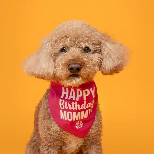 Vista 2 de Bandana para perro Happy Birthday Mommy! - Bandana para perro, triángulo ajustable 100% algodón, fabricada en Estados Unidos, cumpleaños, tema
