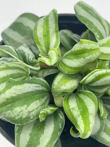 Vista 4 de BubbleBlooms Peperomia Mini Sandía, 4 pulgadas de diámetro