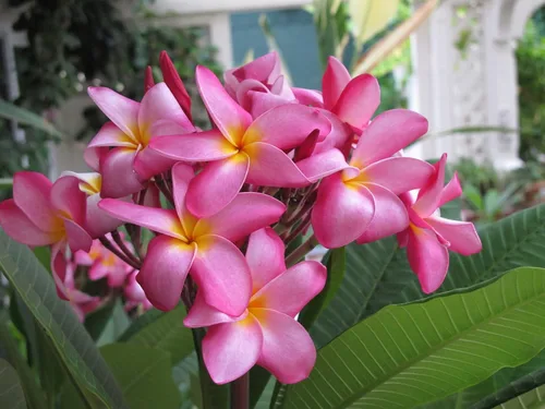 Vista 4 de Hawaiian Rare Plumeria Frangipani - Planta esquejes de planta roja, blanca, amarilla, rosa, 10 pulgadas, Discount Hawaiian Gifts LQ4 (rosa)