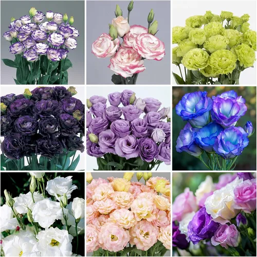 Vista 6 de Más de 300 semillas de flores Lisianthus para plantar, semillas de eustoma, doble flor al aire libre, semilla de Lizzienthus sin OMG, plantas