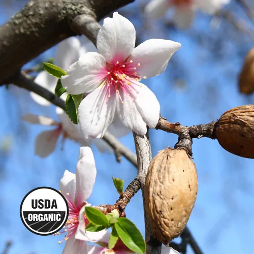 Vista 5 de Wilderness Poets Almendras de California - Almendras orgánicas crudas - 5 lb (80 oz)