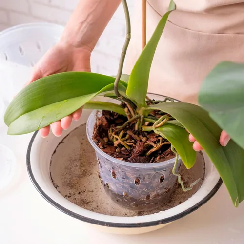 Vista 3 de UKQRRTC 5 macetas de orquídeas para trasplantar, macetas de orquídeas ranuradas transparentes con agujeros y platillos, maceta de plástico