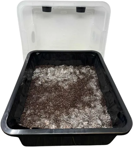 Vista 5 de Kit de Cultivo de Monotubo de Hongos Myco Labs Kit Completo de Cultivo de Hongos para Hongos Amantes del Estiércol Incluye Bolsa de Semillero