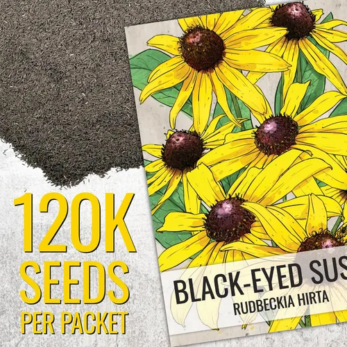 Vista 3 de Seed Needs - Semillas de flores para plantar Black Eyed Susan, paquete a granel de 1.5 onzas