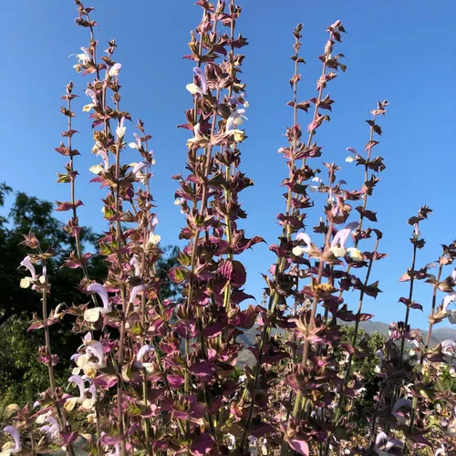 Vista 8 de Plant Good Seed Semillas orgánicas de salvia clara para plantar: hierba para cosméticos, flores moradas fragantes - Paquete de 50 semillas
