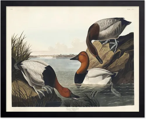 Vista 127 de Poster Master Póster vintage de James Audubon – Impresión retro de amargo americano – Arte de aves de América – Regalo para hombres, mujeres