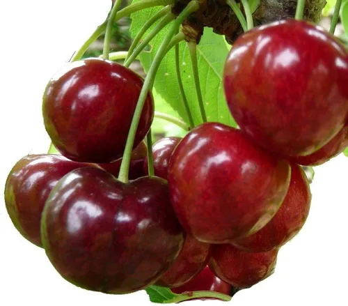 Vista 2 de 8 esquejes de cerezos dulces rojos Stella, esquejes de árboles frutales sin raíces - Plant Live