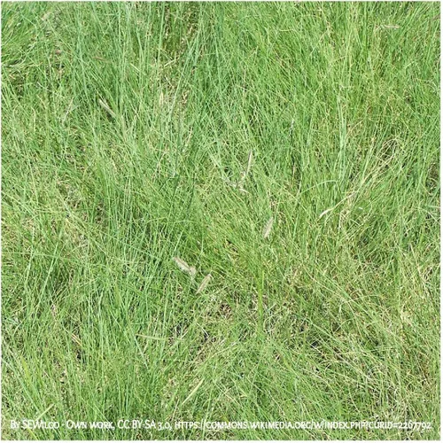 Vista 3 de Everwilde Farms - Semillas de hierba nativa Blue Grama de 1 onza - Gold Vault