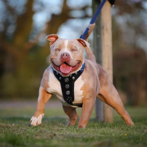 Vista 4 de Bestia Bijou - Arnés de piel auténtica para perros de razas medianas a grandes