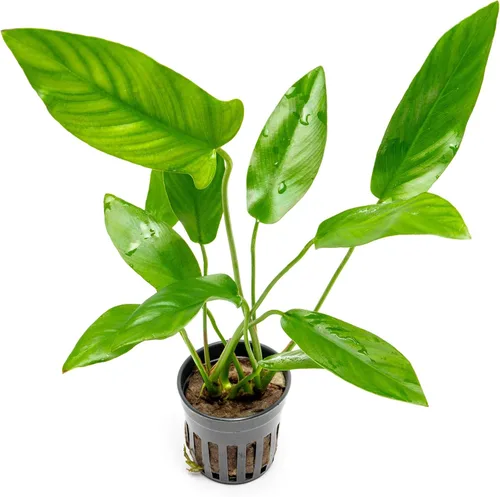 Vista 17 de SubstrateSource Plantas vivas – Anubias Hastifolia (Anubias hastifolia) – Luz baja a moderada, hojas en forma de flecha de color verde medio a