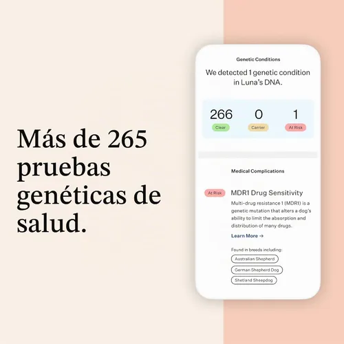Vista 4 de Wisdom Panel Premium Kit de ADN para perros: más completo con más de 265 pruebas de salud, identifica más de 365 razas de perros, más de 50 rasgos