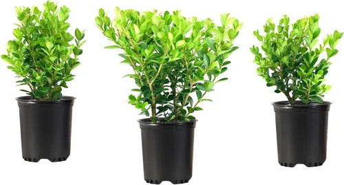 Vista 11 de Bojín de Wintergreen 1 planta de tamaño de galón grande Buxus Microphylla Arbusto perenne, follaje denso, jardín formal, bajo mantenimiento