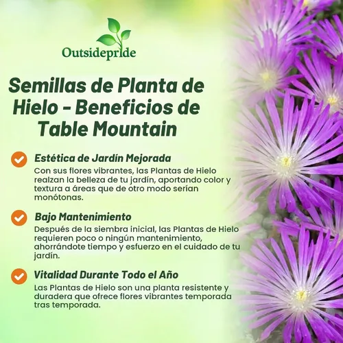Vista 3 de Outsidepride 100 semillas perennes Delosperma Cooperi Ice Plant Table Mountain Ground Cover Seeds para plantar