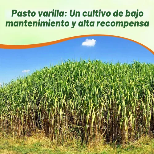 Vista 7 de Outsidepride Semilla de Switchgrass - 1 lb. Hierba nativa perenne, resistente a la sequía y las inundaciones, semilla de césped ideal para céspedes