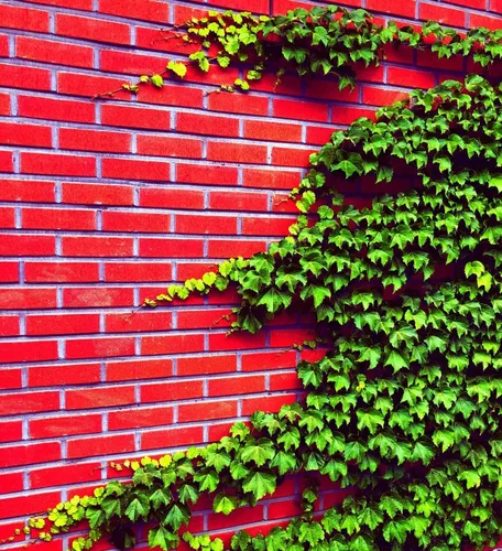 Vista 2 de Semillas de vid para plantar: cultiva enredaderas increíbles para paisajismo, paredes o cercas (Glicina americana)