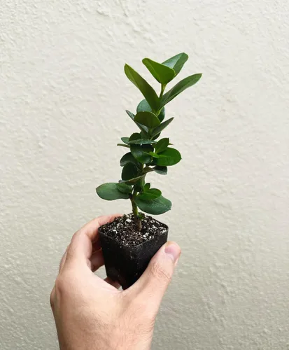 Vista 3 de Planta de ciruela Natal enana (Carissa macrocarpa Nana) - Maceta de 2 pulgadas