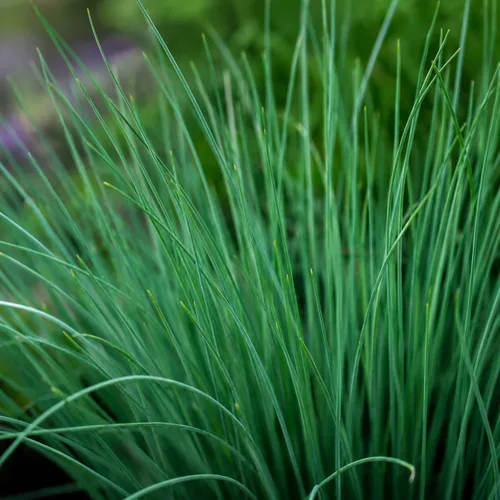 Vista 3 de Blue Arrows Rush Grass - Juncus Inflexus - 3 plantas vivas - Tolerante a la sequía de bajo mantenimiento