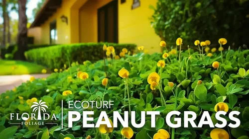 Vista 3 de EcoTurf - Hierba de maní perenne Planta de tamaño grande de 1 galón Arachis Glabrata Cubierta de suelo vivo para paisajismo sostenible