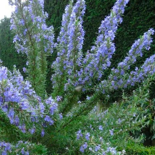 Vista 5 de Paquete de 3 plantas de romero azul, planta de romero vivo, 4 a 6 pulgadas de alto, hierbas fragantes, arbustos de hierbas de romero para cultivo