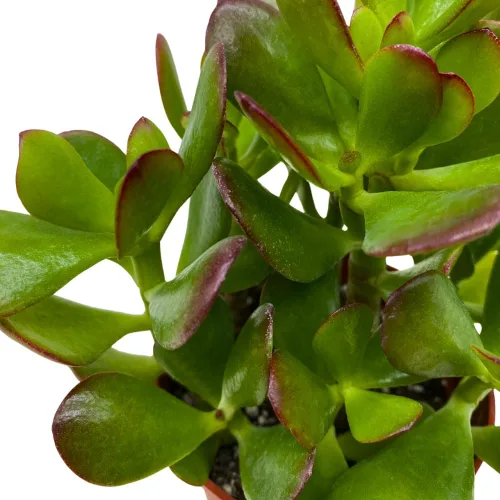 Vista 6 de BubbleBlooms Suculenta de jade en una maceta de 4 pulgadas Crassula ovata