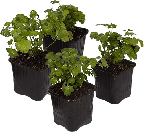 Vista 15 de Hierba aromática y comestible viva, lavanda (4 por paquete), potenciador natural del sueño, 6 pulgadas de alto por 4 pulgadas de ancho en 1 pinta