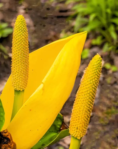 Vista 9 de 10 semillas de flor de col lysichiton americanus mofeta húmeda de lysichiton amarillo