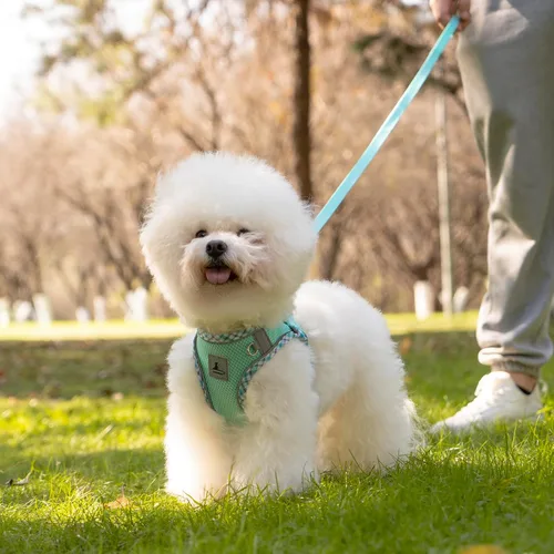 Vista 7 de Juego de arnés y correa para perro, arnés sin tirones para perros pequeños, fácil caminar, suave y transpirable, arnés para perros pequeños, arnés