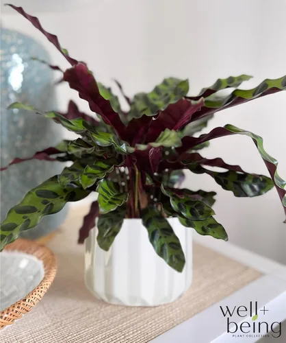 Vista 2 de Nature's Way Farms Calathea Serpiente de cascabel, planta de interior viva, planta de oración de hoja larga, planta tropical, segura para mascotas