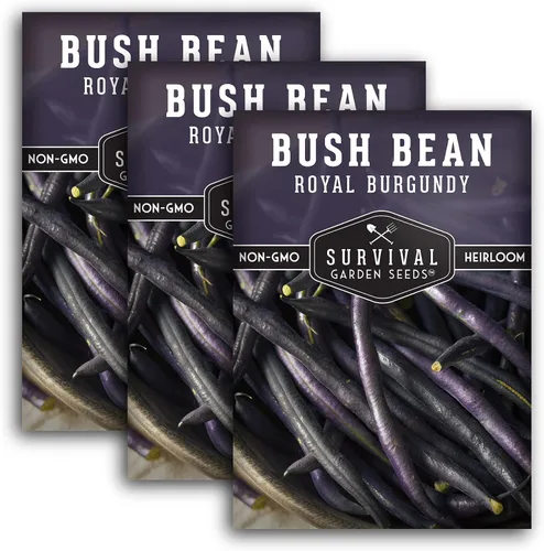 Vista 11 de Survival Garden Seeds - Semilla de frijol burdeos real para plantar - Paquete con instrucciones para plantar y cultivar frijoles morados sin hilo