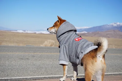 Vista 6 de ChoChoCho Sudadera con capucha y suéter para perros – Elegante ropa urbana de algodón para gatos y cachorros en gris – S, M, L