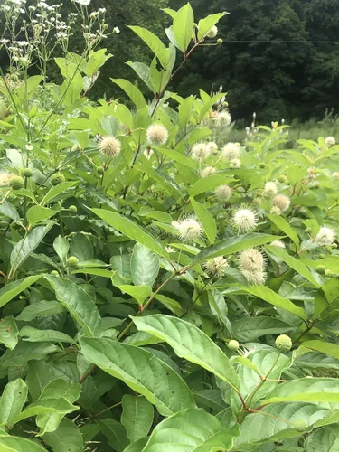 Vista 2 de Smoke Camp Crafts Buttonbush Seeds (Cephalanthus occidentalis) 50 Seeds (0.02 oz) Arbusto polinizador nativo