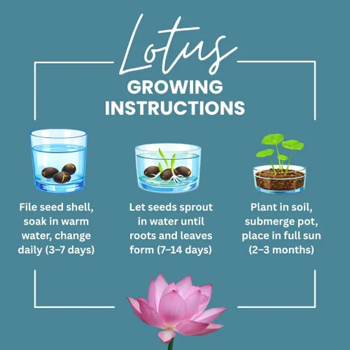 Vista 2 de Lotus Seeds (paquete de 10) – Loto de agua acuática para plantar – Cultivar en estanque Koi, cuenco o contenedor – Planta de jardín de agua