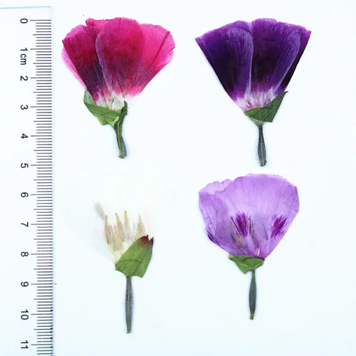 Vista 6 de 48 piezas de flores secas prensadas para manualidades, resina, bricolaje, flores naturales secas y epoxi, flores reales con hojas, plantas