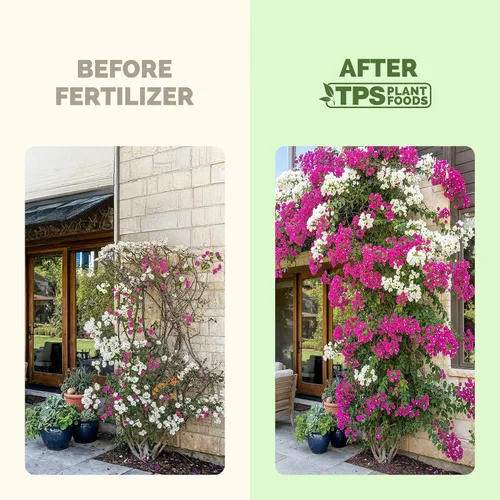 Vista 3 de Fertilizante para Buganvillas, alimento líquido completo para plantas de Buganvilla, 8 oz (250mL)