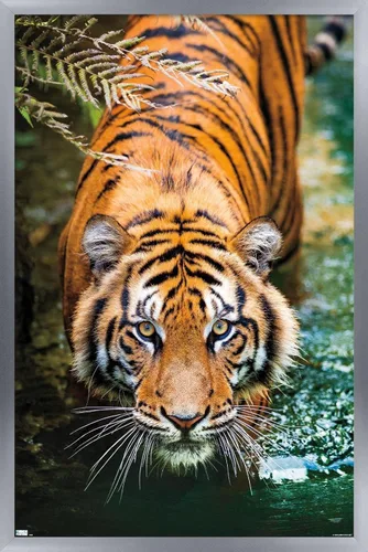Vista 9 de Trends International Tiger - Póster de pared de agua, 14.725 x 22.375 pulgadas, versión enmarcada de madera de granero