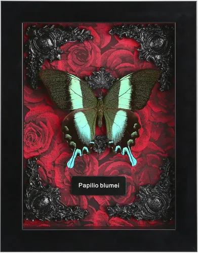 Vista 9 de Taxidermia de mariposas enmarcadas - Caja de sombra con mariposas, mariposas reales enmarcadas en una caja para estética de decoración del hogar