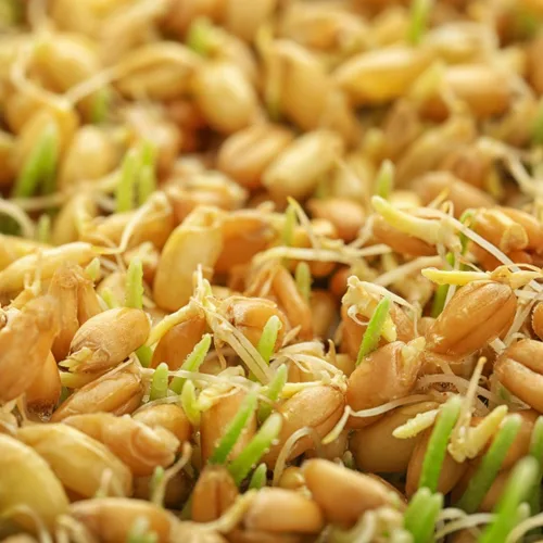 Vista 3 de Jovvily Polvo de hierba de trigo - 1 lb - Superalimento - Sin rellenos - Batidos y batidos