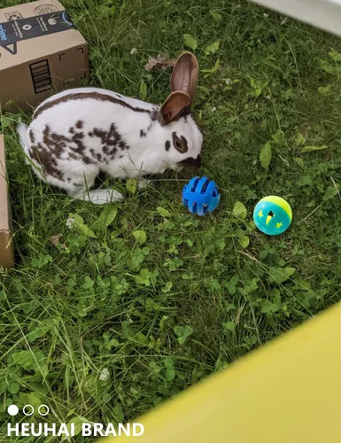 Vista 5 de Paquete de 10 juguetes de conejo para conejos: juguetes seguros