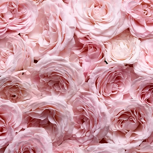 Vista 4 de Escada Especialmente Eau De Parfum - Perfume floral para mujer - Con notas de pétalos de rosa y pera - Perfumes de lujo para mujer - Fragancia