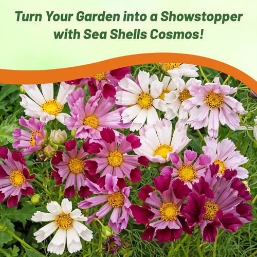 Vista 6 de Outsidepride 500 semillas anuales Cosmos Bipannatus Sea Shells Cut Flower Seed Mix para plantar