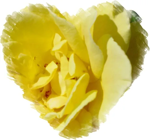 Vista 2 de CafePress Imán rectangular de corazón rosa amarillo, imán de refrigerador de 3 x 2 pulgadas