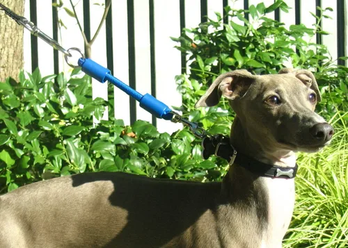 Vista 4 de Extensión de correa elástica BUNGEE para perros: accesorio patentado de amortiguador que te protege a ti y a tus perros, funciona con CUALQUIER