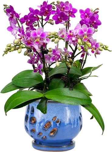 Vista 18 de W&W Maceta de orquídeas con agujeros y platillo para trasplantar, azul, 6.5 pulgadas