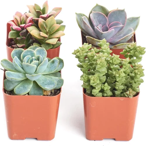 Vista 2 de 4 plantitas, de Shop Succulents, colección variada, tonos pastel, paquete de de 4