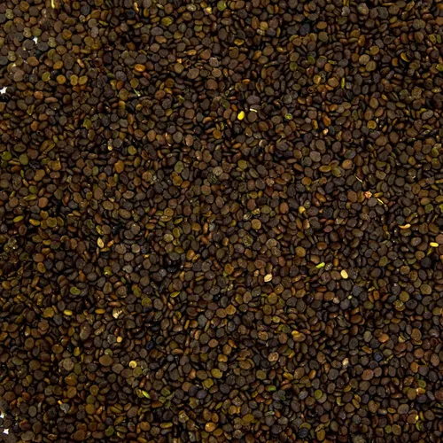 Vista 7 de Semillas de astrágalo (Astragalus membranaceus) Más de 50 semillas de hierbas medicinales chinas raras en cápsulas de semillas congeladas
