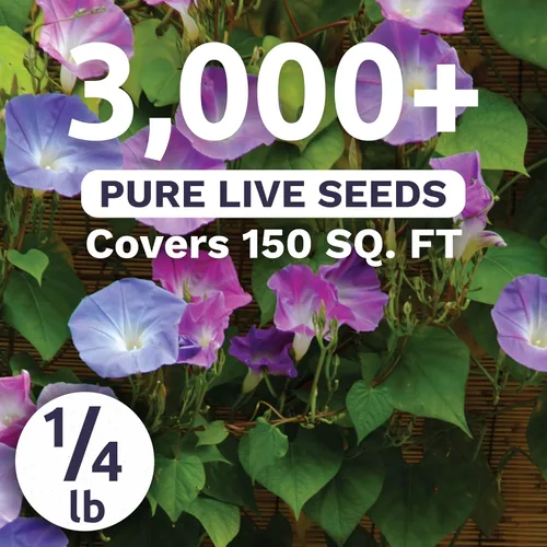 Vista 2 de Morning Glory Tall Mix - Bolsa a granel de 1/4 libra - 3,000 semillas de flores para plantar - Ipomoea purpurea