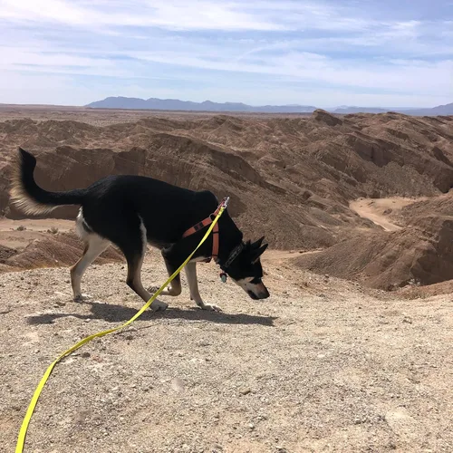 Vista 6 de ZALER Correa Larga para Perro Impermeable Correas de Entrenamiento 50ft 30ft 20ft 15ft 10ft 6ft, A Prueba de Olores Correa Larga de Llamada