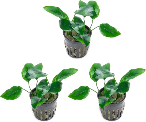 Vista 28 de SubstrateSource Plantas vivas – Anubias Hastifolia (Anubias hastifolia) – Luz baja a moderada, hojas en forma de flecha de color verde medio a