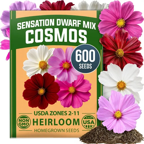 Vista 161 de HOME GROWN Bachelor Button Tall Mix 700+ Semillas de flores Centaurea