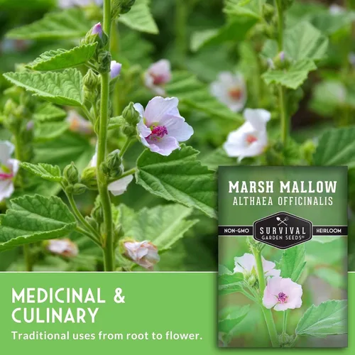 Vista 5 de Semillas de malvavisco para plantar, hierba medicinal de malva de pantano, Althaea Officinalis, planta de raíz tradicional para jardín de hierbas